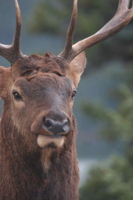 young bull elk