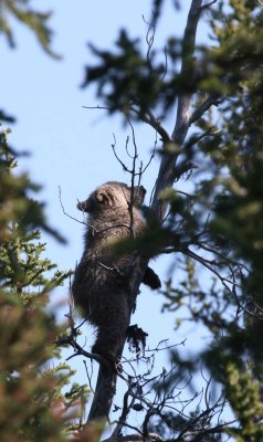 grizzly cub