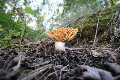 mushroom