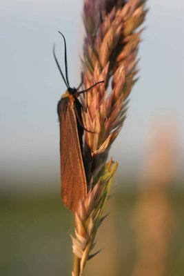 wq0638.JPG