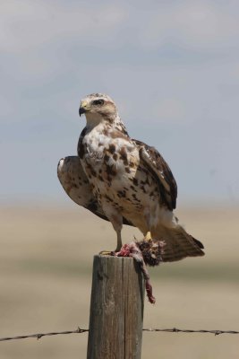 hawk