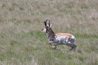 bolting pronghorn