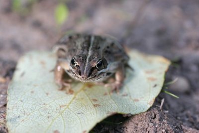 wood frog at Muir Lake