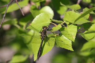 wq1077.JPG