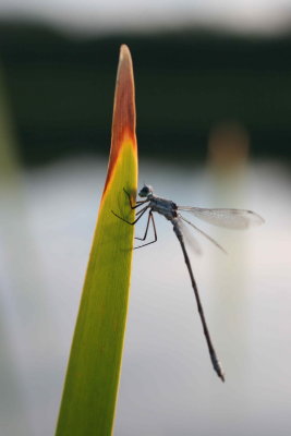 wq1100.JPG