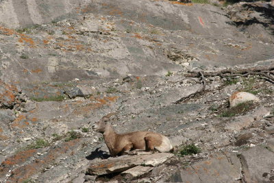 bighorn ewe
