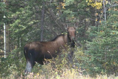 cow moose