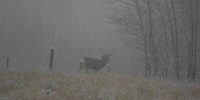 mule deer in fog