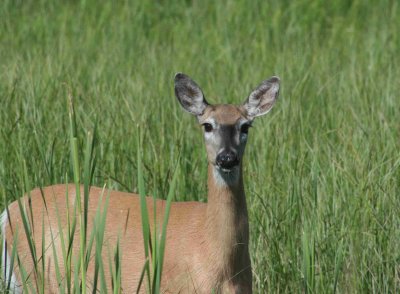 whitetail doe
