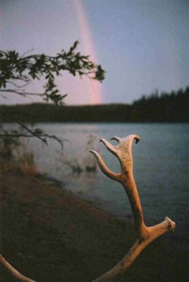 Caribou shed antler at Lake