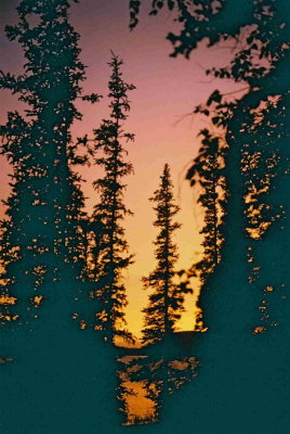 Boreal Forest at Sunset