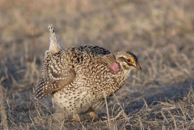 sharptail