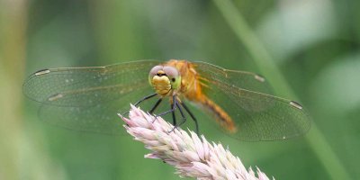 dragon fly ii.jpg