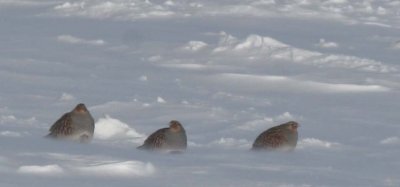 grey partridge -48 with wind chill