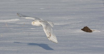 snowy owl