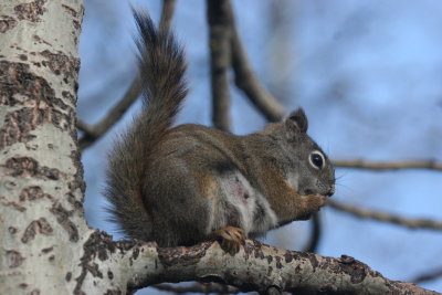 squirrel - looks kind of pregnant