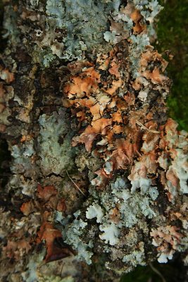 Lichen