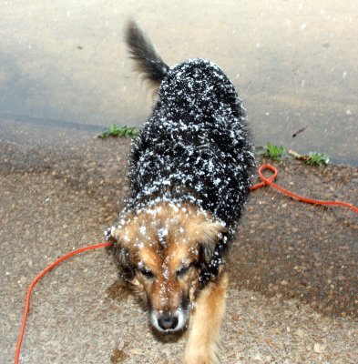Mikki's last snow.  She's always loved snow!