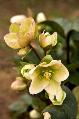 Hellebore 'IvoryPrince' I love this plant!