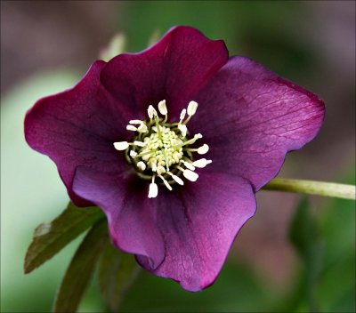 Hellebore Lady series