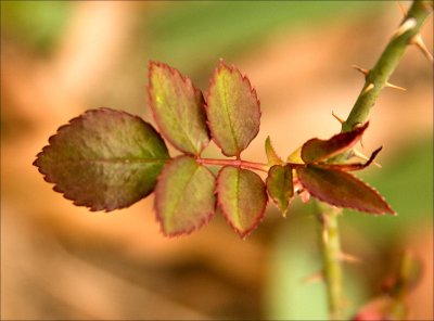 Rosa 'WelcomeHome' my miracle rose