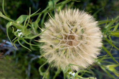 Anyone know what this is?  It's huge, not a dandelion.