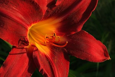 Daylily