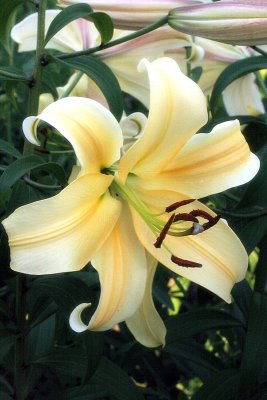 Orienpet lily Oriana