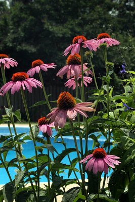 Echinacea