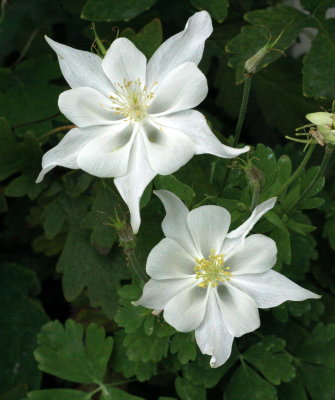 Columbine