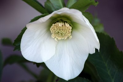 Helleborus 'White Lady' (a bit shy)