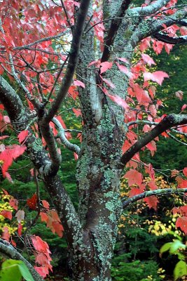 Lichen covered tree