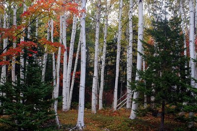 Grove of Birch Franconia Notch