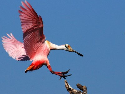 Roseate Spoonbill