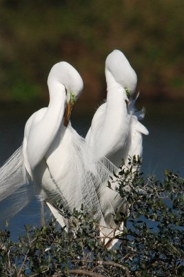 Great Egrets