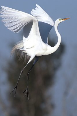 Great Egret