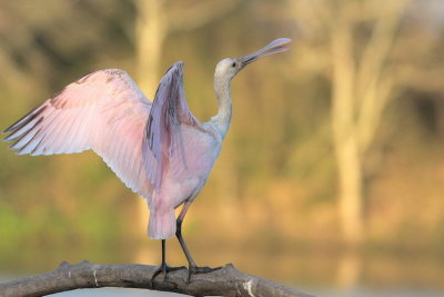 Juvenile Roseate Spoonbill