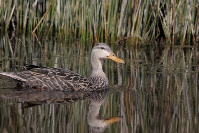 Anahuac NWR