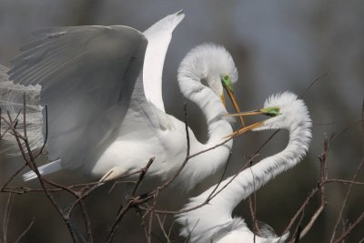Great Egret