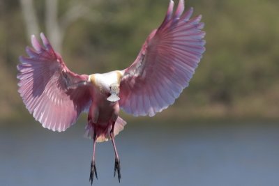 Roseate Spoonbill