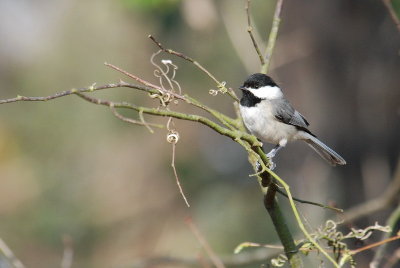 Carolina Chickadee