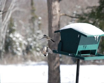 DSC_0907.jpg