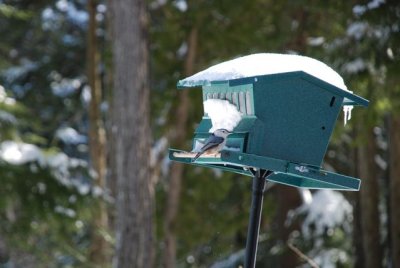 DSC_0946.jpg