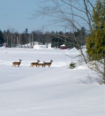 DSC_1186.jpg