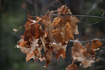 DSC_3264.jpg