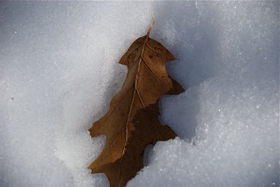 DSC_3271.jpg