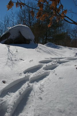 DSC_3441.jpg