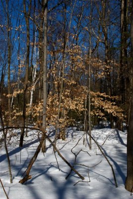 DSC_3451.jpg