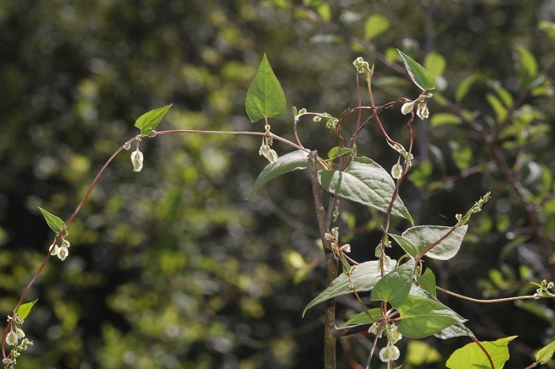 Fallopia convolvulus