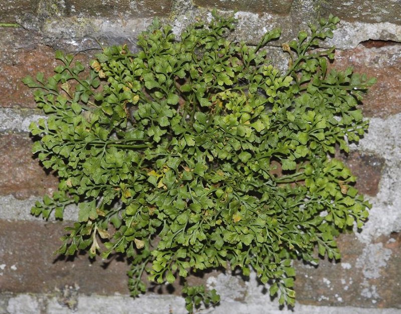 Asplenium ruta-muraria.